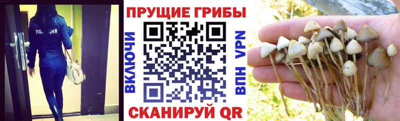 Купить где  Медынь  Псилоцибиновые грибы MAGIC MUSHROOMS 